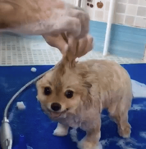 Dar banho ao cão