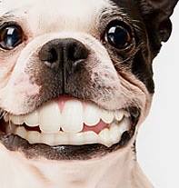 NewPetClub-Smiling Dog
